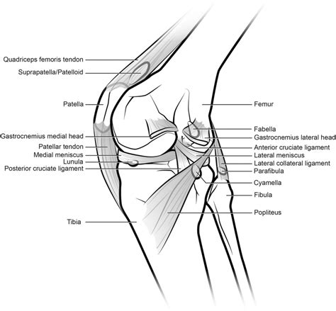 Generalized knee showing sesamoid bones found in various mammals,... | Download Scientific Diagram