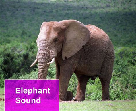 Elephant Sound Free MP3 Download | Mingo Sounds