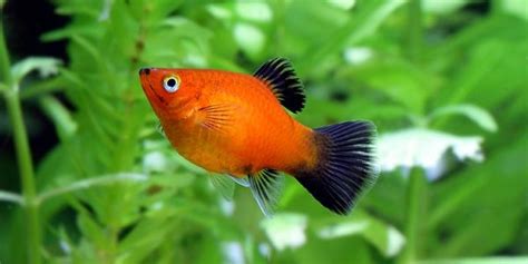 Platy - Complete Guide to Care, Breeding, Tank Size, and Disease - The ...