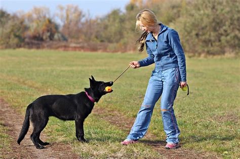 Black German Shepherd Temperament (And Other Facts)