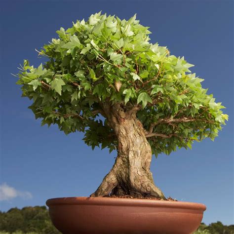 Indoor Bonsai Tree Lifespan | How Long Do Bonsai Trees Live