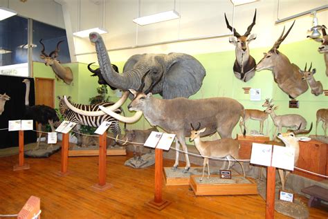 Buena Vista Museum of Natural History | Visit Bakersfield