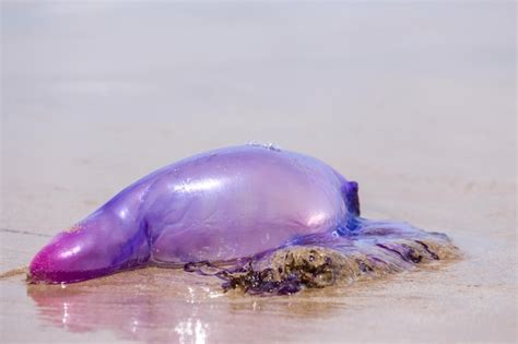 Premium Photo | Caravela jellyfish on the sand