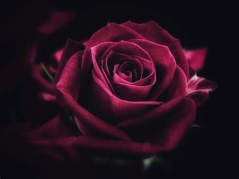 [Get 22+] Pink Wallpaper Rose Flower Images