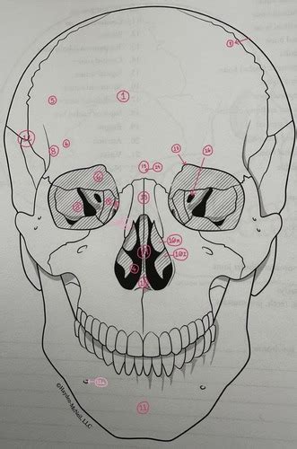 BIOL 2320: Skull Anterior View Flashcards | Quizlet