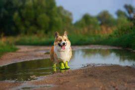 Rain Boots for Dogs: The Ultimate Rainy Day Accessory | Labrottie