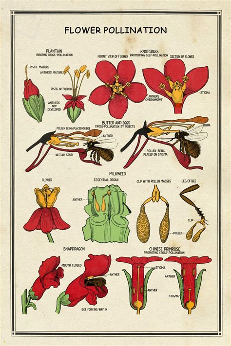 School Chart Flower Pollination - Interior Elements