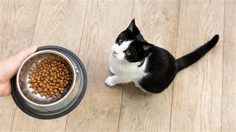 Grain Free Cat Food with Essential Nutrients | Purina