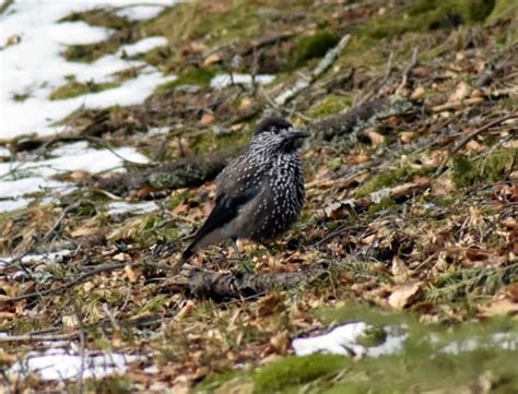 Photo gallery Wildlife in Central Balkan National Park Bulgaria