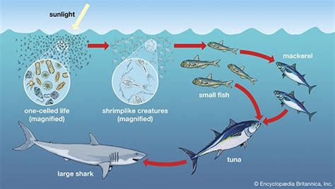 What Do Fish in the Ocean Eat? - Fishing Form