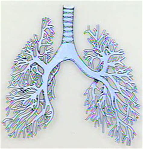 K:\lumen\MedEd\MEDICINE\PULMONAR\cxrself\q61.htm