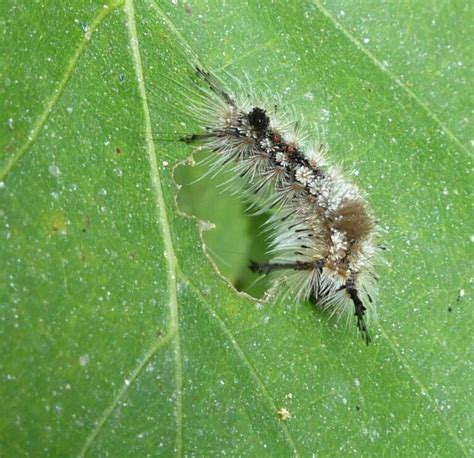 27 White Caterpillars (Pictures And Identification Guide)