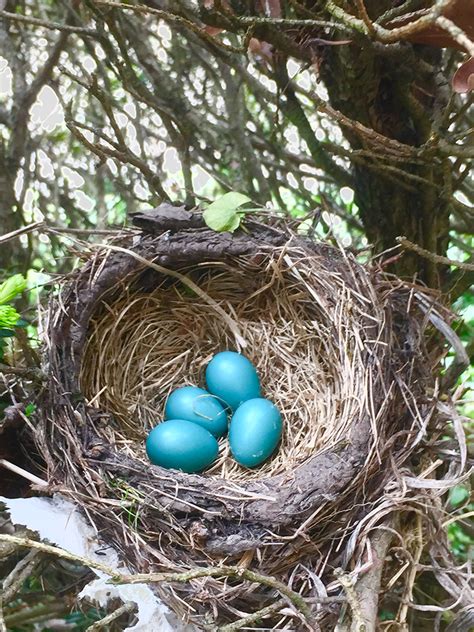 robins eggs in the nest - PHOTOBER - Free Photos Free Images for all