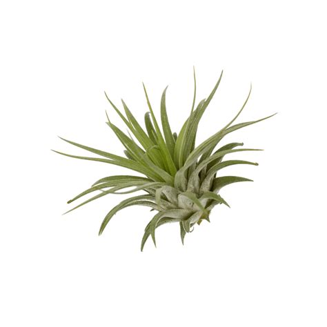 Tillandsia Ionantha (Air Plant) – Vermeer