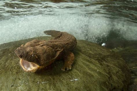 Eastern hellbender salamanders need clean streams with high water quality and silt-free stream ...