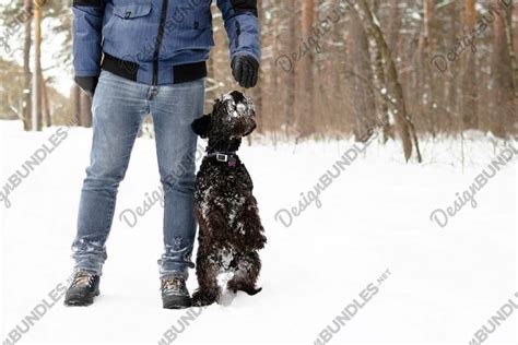 Owner is training his black miniature schnauzer. (2153690)