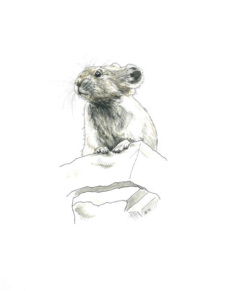 Pika Print Nature Wildlife Art Print Pika Watercolor - Etsy