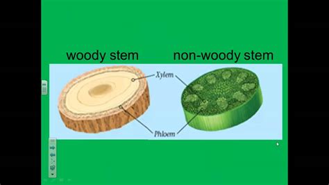 How do stems and roots help a plant? - YouTube