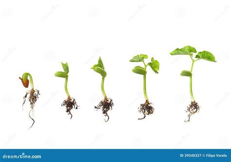 Bean Seed Germination Isolated On White Stock Photo - Image: 39540337