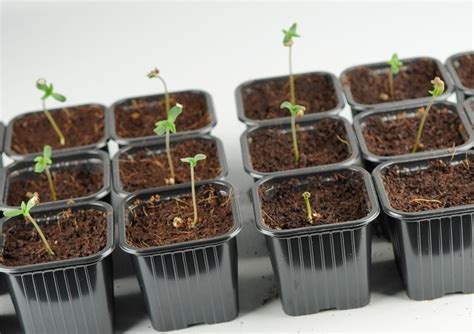Cannabis Seedling Stage How-To Guide | Dutch Passion