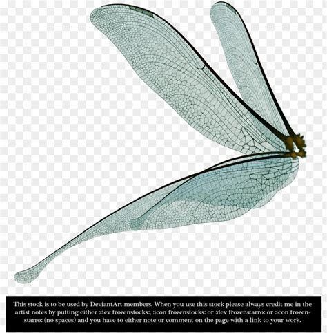 Free download | HD PNG dragonfly fairy wings render by frozenstocks dragonfly wings side view ...