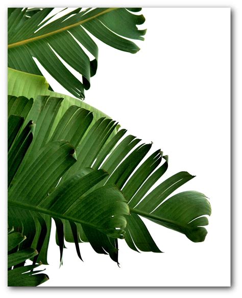 Banana Leaf Printable