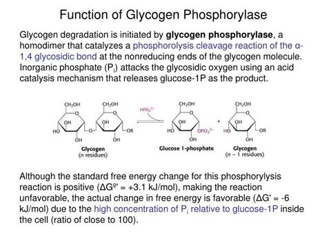 PPT - Carbohydrate Metabolism 2: Glycogen degradation, glycogen ...