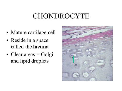 cartilage lacuna – Liberal Dictionary