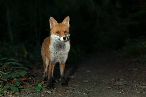 What Colors Can Foxes Be? (With Pictures!)