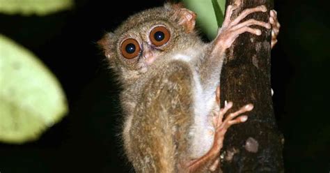 Facts about Tarsier - AnimalBehaviorCorner