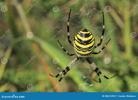 Wasp spider on web stock image. Image of argiope, meadow - 206214957