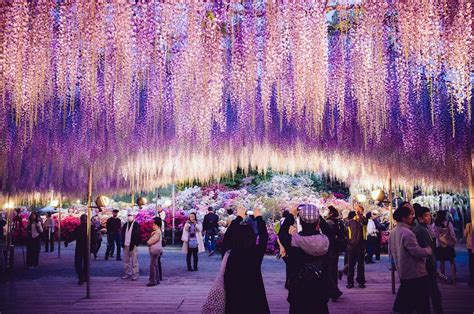 Image result for ashikaga flower park Wisteria Japan, Wisteria Plant, Purple Wisteria, Purple ...