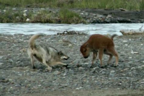 YELLOWSTONE: Baby Bison Takes On Young Wolf and Wins - Unofficial Networks