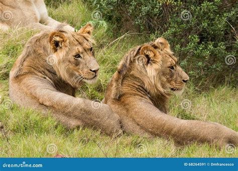 Lion savanna africa stock image. Image of majestic, kalahari - 68264591