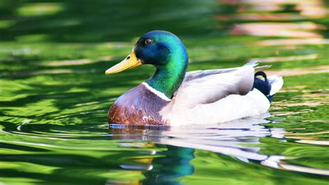 White Aquamarine Duck Is Swimming On Water 4K HD Animals Wallpapers ...