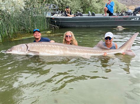 Monster Sturgeon Caught In Snake River Reservoir Tops State Record List – Columbia Basin Bulletin