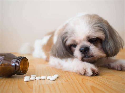 Benadryl for Dogs - Is It Safe? Dosage and Side Effects - Drug Genius