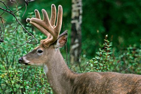 White-tailed Deer Facts for Kids - NatureMapping