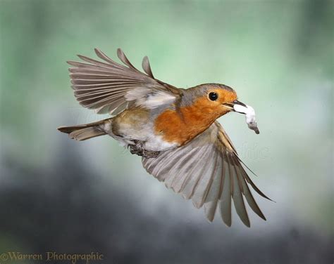 European Robin in flight photo | European robin, Robin bird, Birds flying