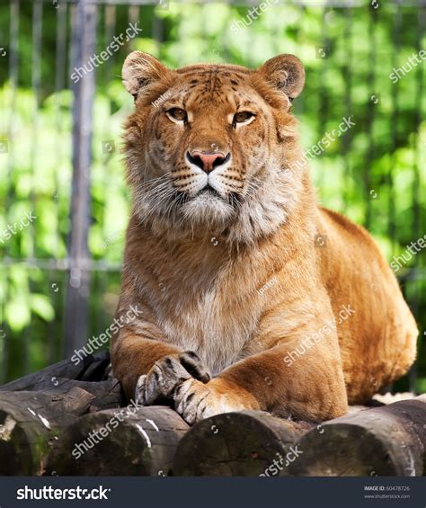 339 Liger Images, Stock Photos & Vectors | Shutterstock