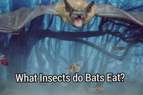 What Insects do Bats Eat? (Answer & Explanation)