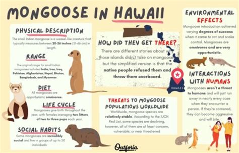 Hawaiian Mongoose: The Story of Failed Pest-Control