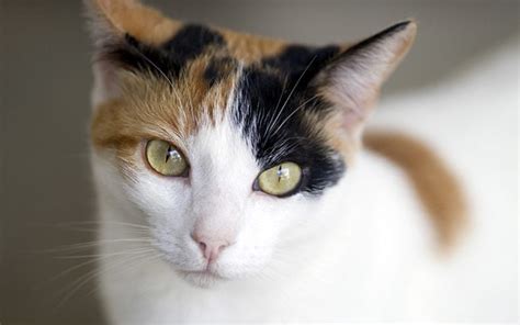 20 Things You Didn't Know About Calico Cats