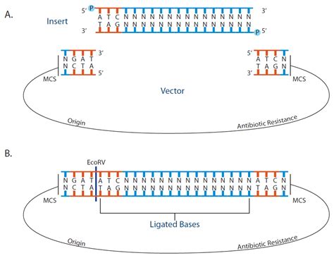 Cloning strategies, Part 3: Blunt-end cloning