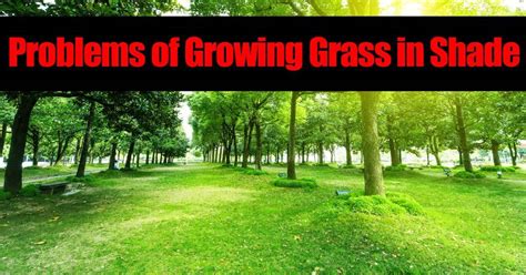 Problems of Growing Grass in Shade