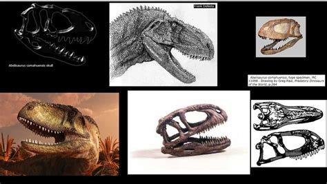 abelisaurus comahuensis skull