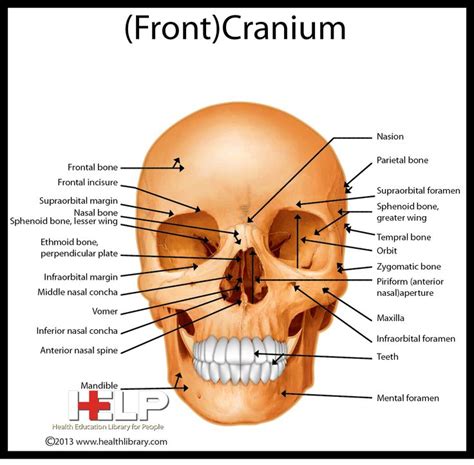 Front Cranium | Health library, Fun science, Orthodontics