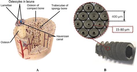 Osteon In Compact Bone