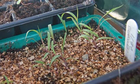 HOW TO GROW LEMONGRASS FROM SEED |The Garden of Eaden