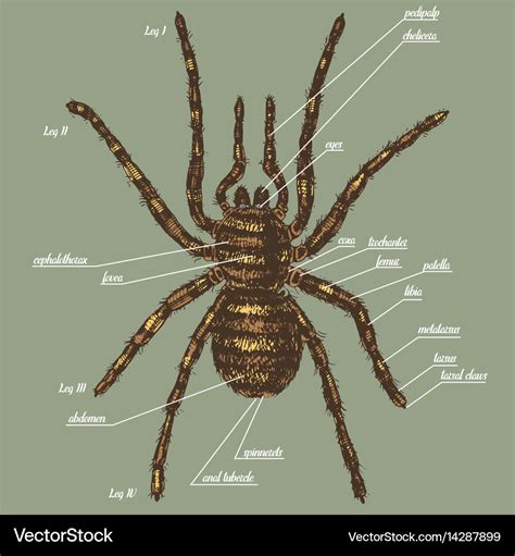 Spider Anatomy For Kids